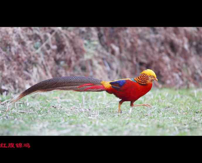 雄雉于秦 wbr下上其音