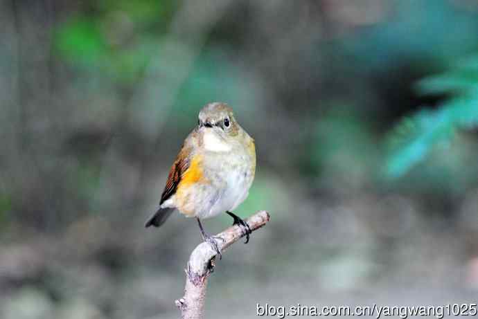 雌性红胁蓝尾鸲（57）