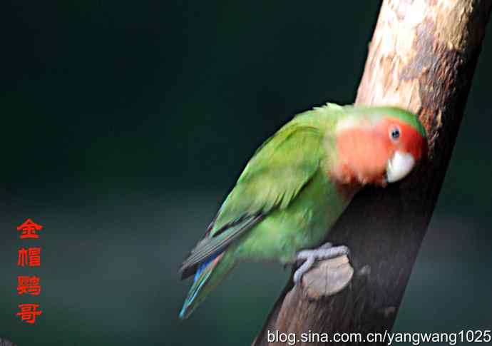 北京动物园的鸟类——杂片（鸟儿）