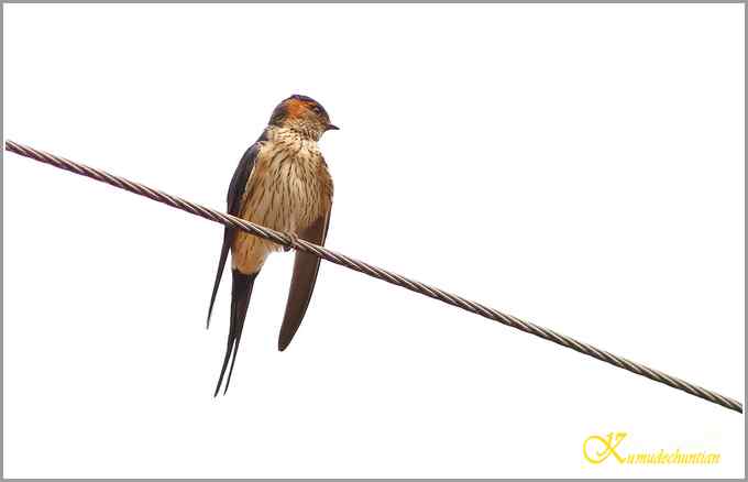 鈥溋菲胶饽锯澋慕鹧唷菊掌