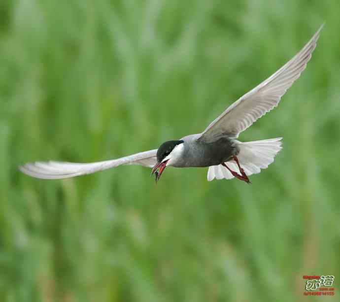 衡水湖&nbsp;wbr路&nbsp;wbr须浮鸥