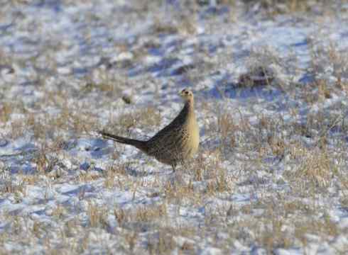 林甸的冬天——冰天雪地的鸟儿