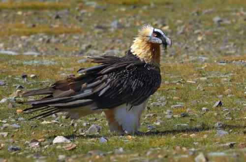 胡兀鹫: 长羽毛的鲨鱼