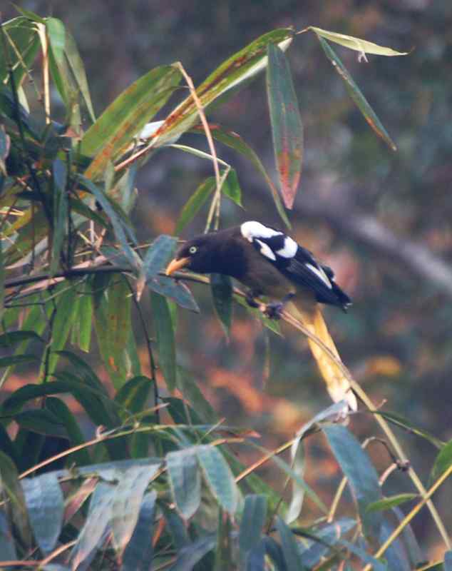 广西弄岗白翅蓝鹊