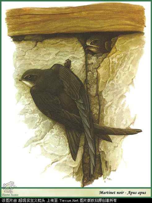 手绘画第5辑——猛禽和啄木鸟