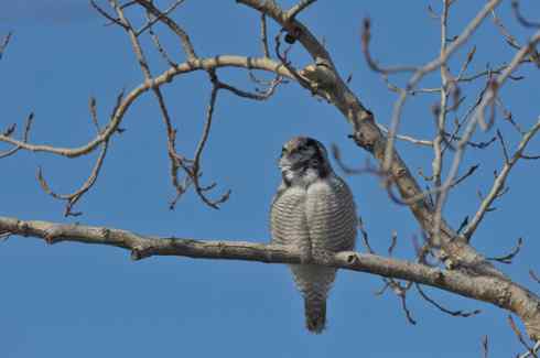 独自歌吟的小猛鸮