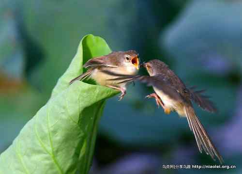 95张鸟儿嬉戏精品图集