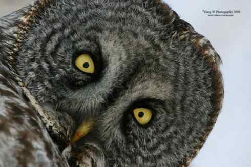 猫头鹰乌林鸮的”雷达系统” 猫头鹰乌林鸮的”雷达系统”