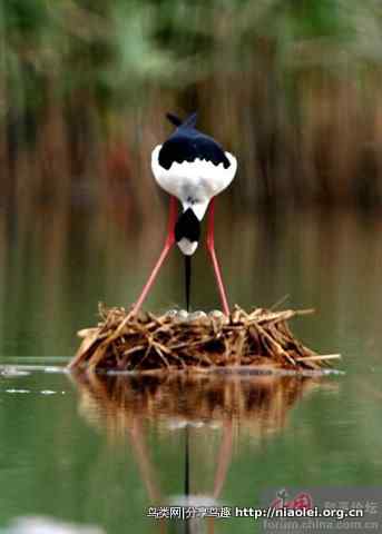 辽宁湿地鸟王李海杰鸟类摄影作品欣赏 辽宁湿地鸟王李海杰鸟类摄影作品欣赏