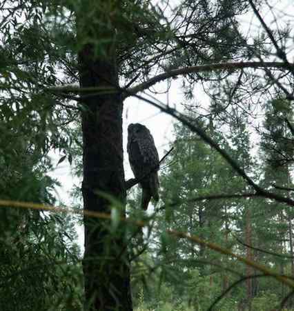 枯树桩子般的乌林枭