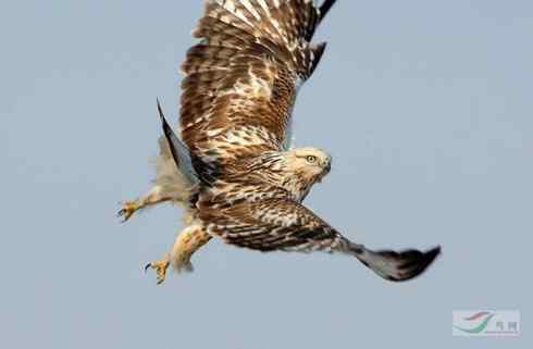 鵟的百变羽色——浅棕型