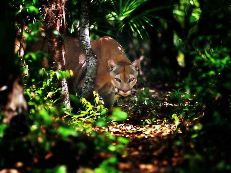 好看的动物图片(4)