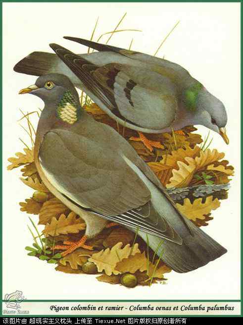 手绘画第5辑——猛禽和啄木鸟