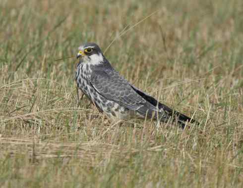 林甸草原上的阿穆尔隼