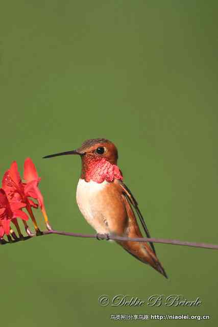国外摄影师作品:蜂鸟 国外摄影师作品:蜂鸟