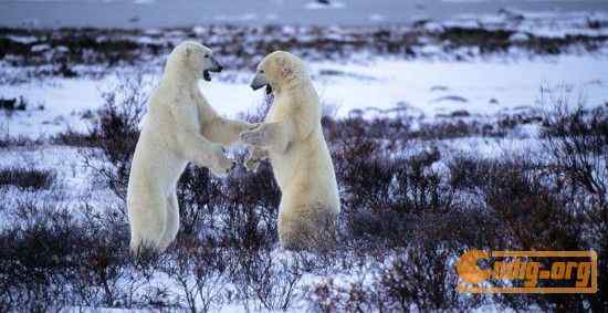 [组图]沃尔夫(Wolfe)动物摄影艺术精选