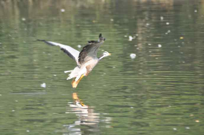 白天鹅、斑头雁