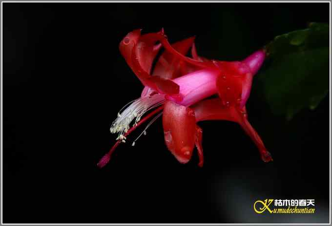 拍鸟需要一种心境【照片】