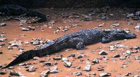 濒临绝种的动物资料大全