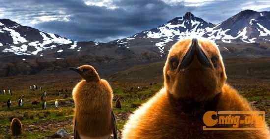 [组图]沃尔夫(Wolfe)动物摄影艺术精选