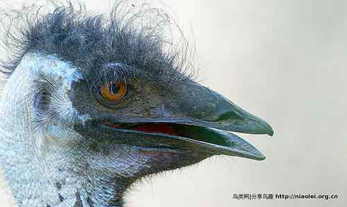 95张鸟儿嬉戏精品图集