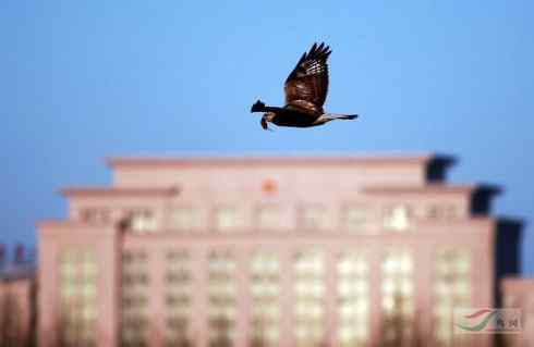 观鸟摄影之趣——人与鵟