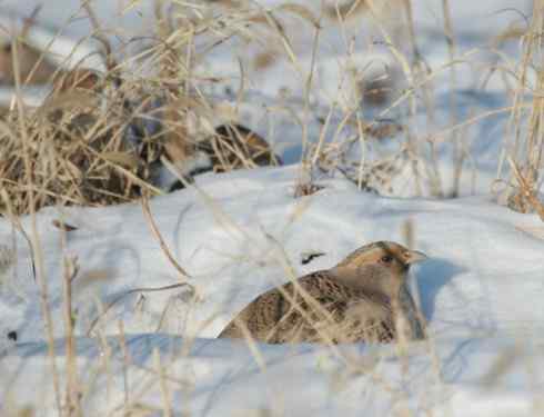 东北地区的留鸟