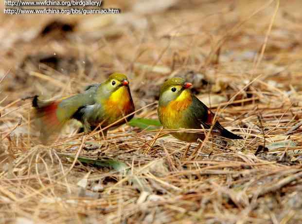 鸟与史料——相思鸟