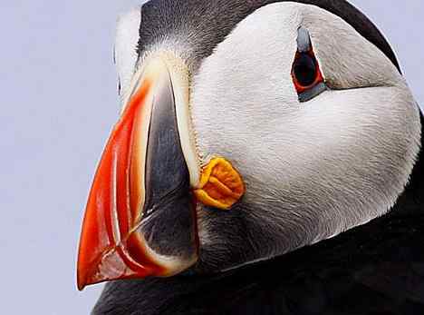 北海有鸟，其名海鹦，容颜绝丽，数量堪虞