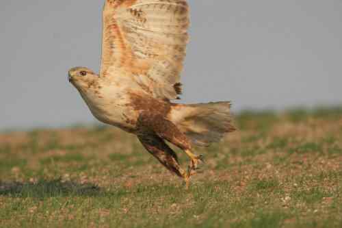 吃老鼠的益鸟——鵟