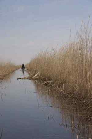 大庆观鸟 东方白鹳