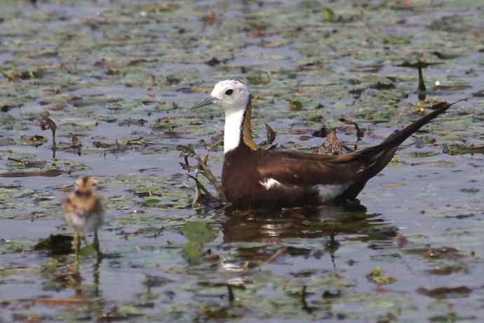 摄鸟拾趣（十八） wbr wbr水雉