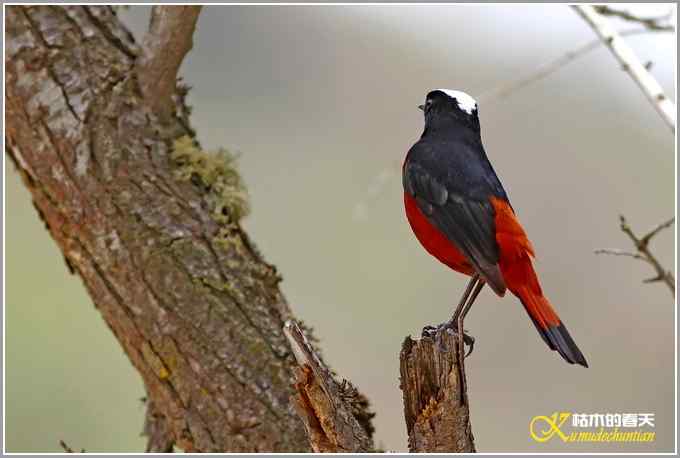 白顶溪鸲【照片】