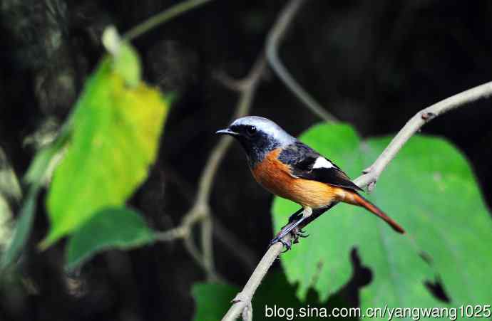 雄性北红尾鸲（17）