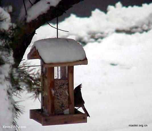 [组图]国外精致别致的鸟窝(40p)