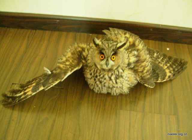 网友放生猫头鹰 网友放生猫头鹰