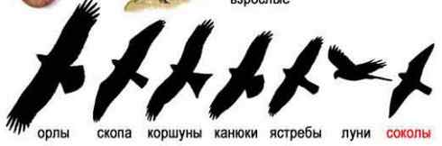 如何识别飞行的毛脚鵟