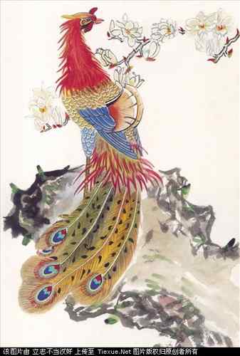 吉祥鸟图片（40P）