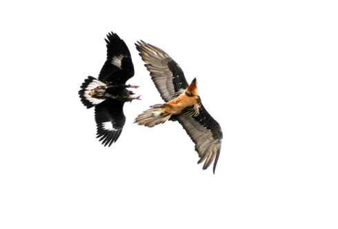 金雕大战胡兀鹫