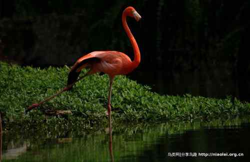 95张鸟儿嬉戏精品图集