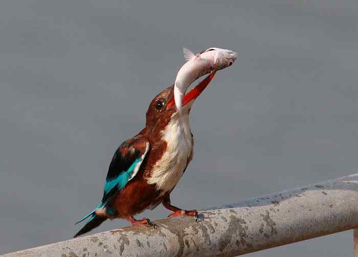 鸟类网和鸟网结成友情网站
