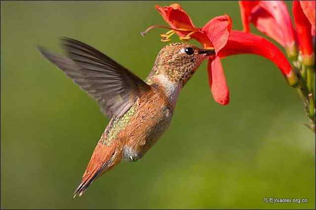 20张最美丽的蜂鸟图片