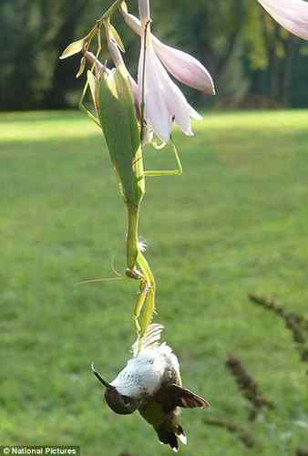 美国小男孩拍到螳螂捕食蜂鸟的珍贵镜头