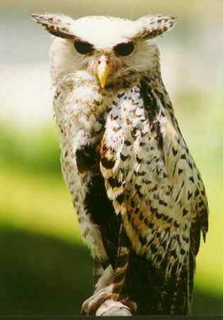 猫头鹰之林雕鸮