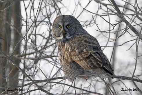 乌林鸮居住的环境 乌林鸮居住的环境