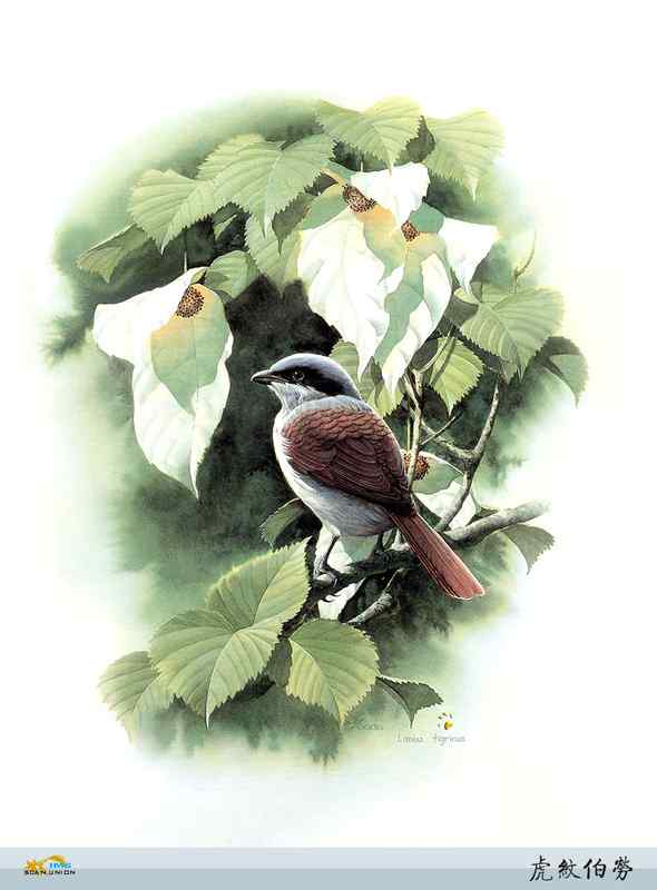 鸟类绘画