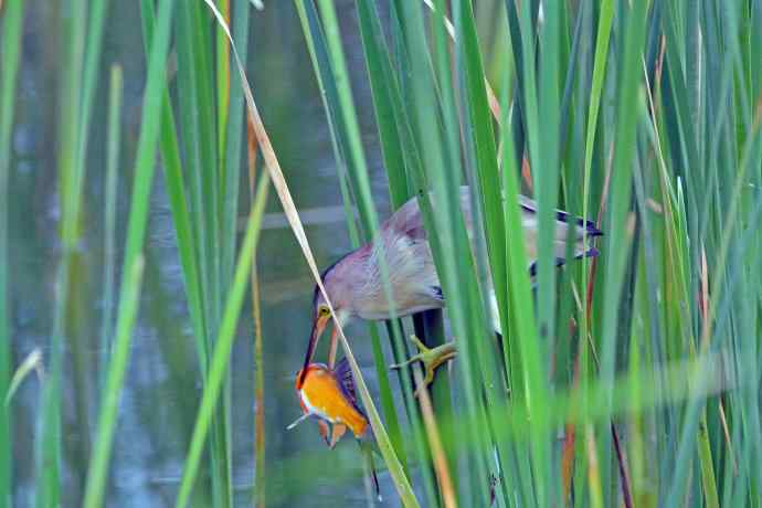 捕鱼的黄苇鳽（1）