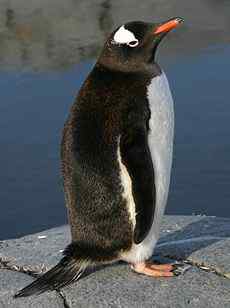 企鹅有尾巴吗？
