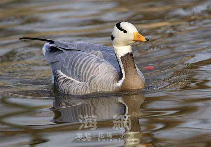 世界著名鸟类——雁形目