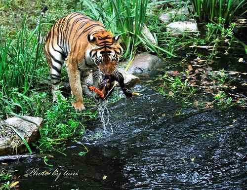 【多图】老虎捕食鸭子！